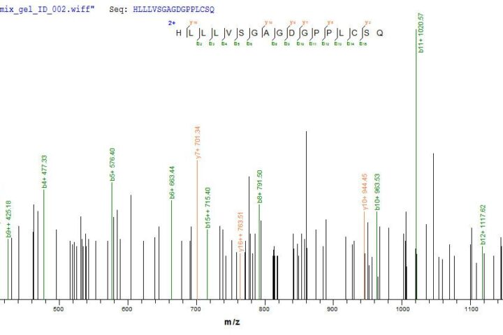 SEQUEST analysis of LC MS/MS spectra obtained from a run with QP7024 identified a match between this protein and the spectra of a peptide sequence that matches a region of Latent membrane protein 1.