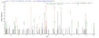 Additional SEQUEST analysis of the LC MS/MS spectra from QP7024 identified an additional between this protein and the spectra of another peptide sequence that matches a region of Latent membrane protein 1 confirming successful recombinant synthesis.