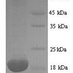 SDS-PAGE separation of QP7038 followed by commassie total protein stain results in a primary band consistent with reported data for Major urinary protein 2. These data demonstrate Greater than 90% as determined by SDS-PAGE.