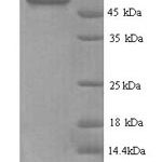 SDS-PAGE separation of QP7047 followed by commassie total protein stain results in a primary band consistent with reported data for Aerobic glycerol-3-phosphate dehydrogenase. These data demonstrate Greater than 90% as determined by SDS-PAGE.