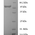 SDS-PAGE separation of QP7048 followed by commassie total protein stain results in a primary band consistent with reported data for HLA-E. These data demonstrate Greater than 90% as determined by SDS-PAGE.