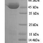 SDS-PAGE separation of QP7051 followed by commassie total protein stain results in a primary band consistent with reported data for Botulinum neurotoxin type A. These data demonstrate Greater than 90% as determined by SDS-PAGE.