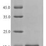 SDS-PAGE separation of QP7054 followed by commassie total protein stain results in a primary band consistent with reported data for Latent membrane protein 2. These data demonstrate Greater than 80% as determined by SDS-PAGE.