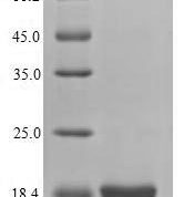 SDS-PAGE separation of QP7054 followed by commassie total protein stain results in a primary band consistent with reported data for Latent membrane protein 2. These data demonstrate Greater than 80% as determined by SDS-PAGE.