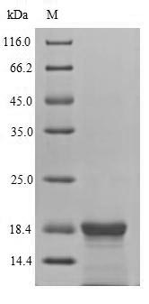 SDS-PAGE separation of QP7054 followed by commassie total protein stain results in a primary band consistent with reported data for Latent membrane protein 2. These data demonstrate Greater than 80% as determined by SDS-PAGE.