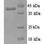 SDS-PAGE separation of QP7055 followed by commassie total protein stain results in a primary band consistent with reported data for Glycerol 2-dehydrogenase (NADP(+)). These data demonstrate Greater than 90% as determined by SDS-PAGE.