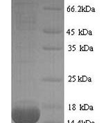 SDS-PAGE separation of QP7058 followed by commassie total protein stain results in a primary band consistent with reported data for PLA2G2A. These data demonstrate Greater than 90% as determined by SDS-PAGE.