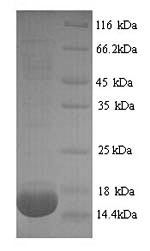 SDS-PAGE separation of QP7058 followed by commassie total protein stain results in a primary band consistent with reported data for PLA2G2A. These data demonstrate Greater than 90% as determined by SDS-PAGE.