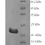 SDS-PAGE separation of QP7076 followed by commassie total protein stain results in a primary band consistent with reported data for Interferon tau-1. These data demonstrate Greater than 90% as determined by SDS-PAGE.