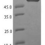 SDS-PAGE separation of QP7079 followed by commassie total protein stain results in a primary band consistent with reported data for High affinity transport system protein p37. These data demonstrate Greater than 90% as determined by SDS-PAGE.