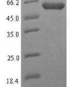 SDS-PAGE separation of QP7079 followed by commassie total protein stain results in a primary band consistent with reported data for High affinity transport system protein p37. These data demonstrate Greater than 90% as determined by SDS-PAGE.