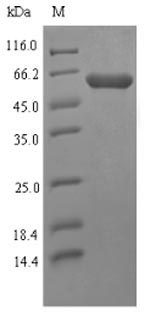 SDS-PAGE separation of QP7079 followed by commassie total protein stain results in a primary band consistent with reported data for High affinity transport system protein p37. These data demonstrate Greater than 90% as determined by SDS-PAGE.