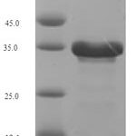 SDS-PAGE separation of QP7080 followed by commassie total protein stain results in a primary band consistent with reported data for Viral interleukin-10 homolog. These data demonstrate Greater than 90% as determined by SDS-PAGE.