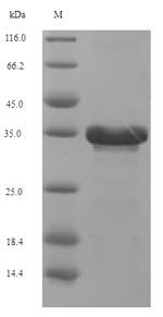 SDS-PAGE separation of QP7080 followed by commassie total protein stain results in a primary band consistent with reported data for Viral interleukin-10 homolog. These data demonstrate Greater than 90% as determined by SDS-PAGE.