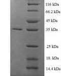 SDS-PAGE separation of QP7083 followed by commassie total protein stain results in a primary band consistent with reported data for ssbF. These data demonstrate Greater than 90% as determined by SDS-PAGE.