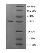 SDS-PAGE separation of QP7083 followed by commassie total protein stain results in a primary band consistent with reported data for ssbF. These data demonstrate Greater than 90% as determined by SDS-PAGE.