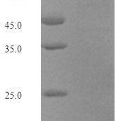 SDS-PAGE separation of QP7085 followed by commassie total protein stain results in a primary band consistent with reported data for Transposase for transposon Tn552. These data demonstrate Greater than 90% as determined by SDS-PAGE.