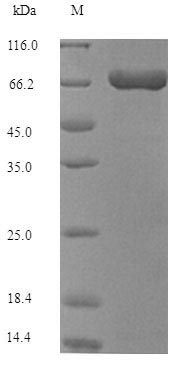 SDS-PAGE separation of QP7085 followed by commassie total protein stain results in a primary band consistent with reported data for Transposase for transposon Tn552. These data demonstrate Greater than 90% as determined by SDS-PAGE.