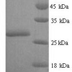 SDS-PAGE separation of QP7087 followed by commassie total protein stain results in a primary band consistent with reported data for Oxygen-insensitive NADPH nitroreductase. These data demonstrate Greater than 90% as determined by SDS-PAGE.