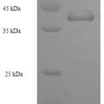 SDS-PAGE separation of QP7099 followed by commassie total protein stain results in a primary band consistent with reported data for Enterotoxin type D. These data demonstrate Greater than 90% as determined by SDS-PAGE.