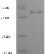 SDS-PAGE separation of QP7099 followed by commassie total protein stain results in a primary band consistent with reported data for Enterotoxin type D. These data demonstrate Greater than 90% as determined by SDS-PAGE.