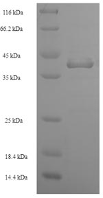 SDS-PAGE separation of QP7099 followed by commassie total protein stain results in a primary band consistent with reported data for Enterotoxin type D. These data demonstrate Greater than 90% as determined by SDS-PAGE.
