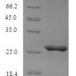 SDS-PAGE separation of QP7101 followed by commassie total protein stain results in a primary band consistent with reported data for Mast cell protease 4. These data demonstrate Greater than 90% as determined by SDS-PAGE.