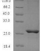 SDS-PAGE separation of QP7101 followed by commassie total protein stain results in a primary band consistent with reported data for Mast cell protease 4. These data demonstrate Greater than 90% as determined by SDS-PAGE.