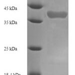 SDS-PAGE separation of QP7102 followed by commassie total protein stain results in a primary band consistent with reported data for Kallikrein 1-related peptidase b22. These data demonstrate Greater than 90% as determined by SDS-PAGE.