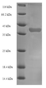 SDS-PAGE separation of QP7102 followed by commassie total protein stain results in a primary band consistent with reported data for Kallikrein 1-related peptidase b22. These data demonstrate Greater than 90% as determined by SDS-PAGE.