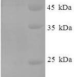 SDS-PAGE separation of QP7108 followed by commassie total protein stain results in a primary band consistent with reported data for Influenza A H7N7 (strain A / Equine / Prague / 1 / 1956) Nucleoprotein. These data demonstrate Greater than 80% as determined by SDS-PAGE.