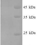 SDS-PAGE separation of QP7108 followed by commassie total protein stain results in a primary band consistent with reported data for Influenza A H7N7 (strain A / Equine / Prague / 1 / 1956) Nucleoprotein. These data demonstrate Greater than 80% as determined by SDS-PAGE.