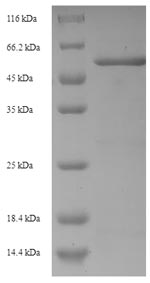 SDS-PAGE separation of QP7119 followed by commassie total protein stain results in a primary band consistent with reported data for Beta-lactamase. These data demonstrate Greater than 90% as determined by SDS-PAGE.