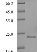 SDS-PAGE separation of QP7125 followed by commassie total protein stain results in a primary band consistent with reported data for Non-structural polyprotein pORF1. These data demonstrate Greater than 90% as determined by SDS-PAGE.
