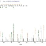 serovar A. These data demonstrate Greater than 90% as determined by SDS-PAGE.