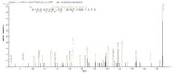 serovar A. These data demonstrate Greater than 90% as determined by SDS-PAGE.