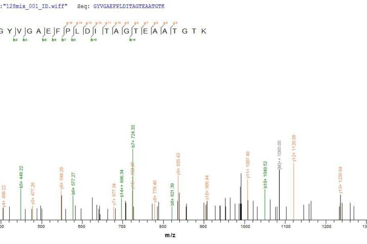 serovar A. These data demonstrate Greater than 90% as determined by SDS-PAGE.