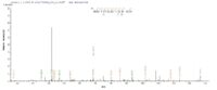 SEQUEST analysis of LC MS/MS spectra obtained from a run with QP7129 identified a match between this protein and the spectra of a peptide sequence that matches a region of Major outer membrane porin