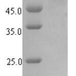 SDS-PAGE separation of QP7139 followed by commassie total protein stain results in a primary band consistent with reported data for Uncharacterized protein YihF. These data demonstrate Greater than 90% as determined by SDS-PAGE.