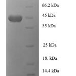 SDS-PAGE separation of QP7152 followed by commassie total protein stain results in a primary band consistent with reported data for Monomeric sarcosine oxidase. These data demonstrate Greater than 90% as determined by SDS-PAGE.