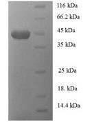 SDS-PAGE separation of QP7152 followed by commassie total protein stain results in a primary band consistent with reported data for Monomeric sarcosine oxidase. These data demonstrate Greater than 90% as determined by SDS-PAGE.