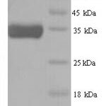 SDS-PAGE separation of QP7162 followed by commassie total protein stain results in a primary band consistent with reported data for ATP-dependent (S)-NAD(P)H-hydrate dehydratase. These data demonstrate Greater than 90% as determined by SDS-PAGE.