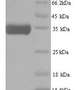 SDS-PAGE separation of QP7162 followed by commassie total protein stain results in a primary band consistent with reported data for ATP-dependent (S)-NAD(P)H-hydrate dehydratase. These data demonstrate Greater than 90% as determined by SDS-PAGE.