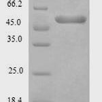 SDS-PAGE separation of QP7169 followed by commassie total protein stain results in a primary band consistent with reported data for Exopolyphosphatase. These data demonstrate Greater than 90% as determined by SDS-PAGE.