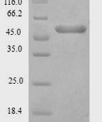 SDS-PAGE separation of QP7169 followed by commassie total protein stain results in a primary band consistent with reported data for Exopolyphosphatase. These data demonstrate Greater than 90% as determined by SDS-PAGE.