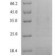 SDS-PAGE separation of QP7176 followed by commassie total protein stain results in a primary band consistent with reported data for A-agglutinin-binding subunit. These data demonstrate Greater than 90% as determined by SDS-PAGE.
