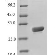 SDS-PAGE separation of QP7182 followed by commassie total protein stain results in a primary band consistent with reported data for Aequorea victoria GFP. These data demonstrate Greater than 90% as determined by SDS-PAGE.