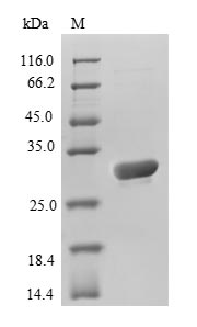 SDS-PAGE separation of QP7182 followed by commassie total protein stain results in a primary band consistent with reported data for Aequorea victoria GFP. These data demonstrate Greater than 90% as determined by SDS-PAGE.