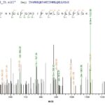 SEQUEST analysis of LC MS/MS spectra obtained from a run with QP7188 identified a match between this protein and the spectra of a peptide sequence that matches a region of Carboxylesterase 1C.