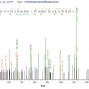 SEQUEST analysis of LC MS/MS spectra obtained from a run with QP7188 identified a match between this protein and the spectra of a peptide sequence that matches a region of Carboxylesterase 1C.